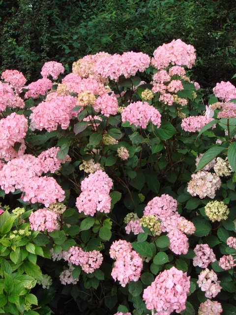 Hydrangea serrata